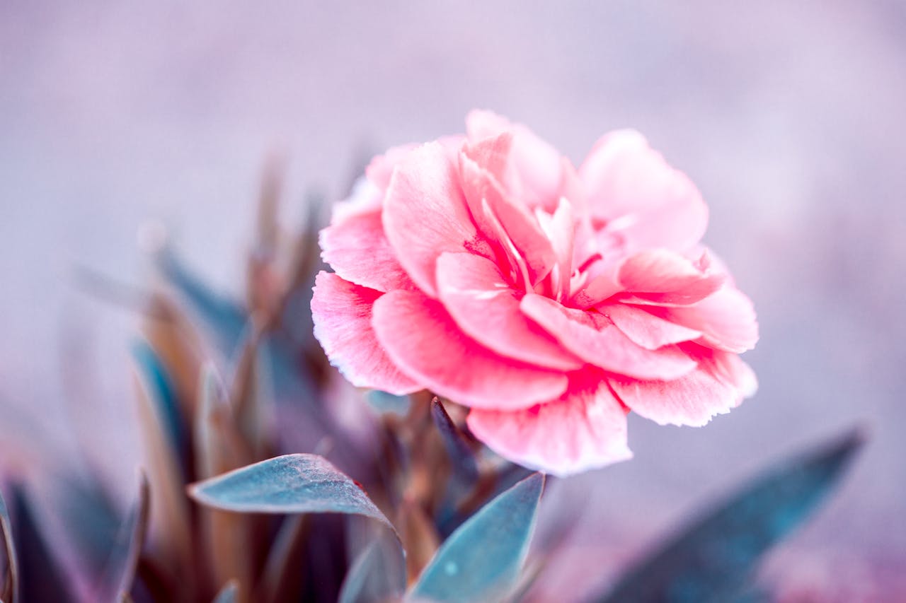 A beautiful close-up of a vibrant pink carnation flower with a soft blur background.